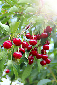 水果树灯植物群健康樱桃挂在树枝上红色的樱桃浆果在阳光明媚的下挂在树上太阳灯照亮樱桃浆果簇在阳光灿烂的线下挂在树上背景