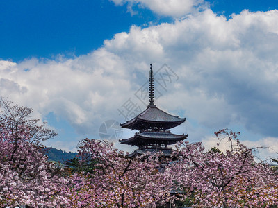 花开福贵佛教分支花见日本NARA四月8日2017年本樱花在Kofukuji寺庙前的Kofukuji寺庙塔前背景