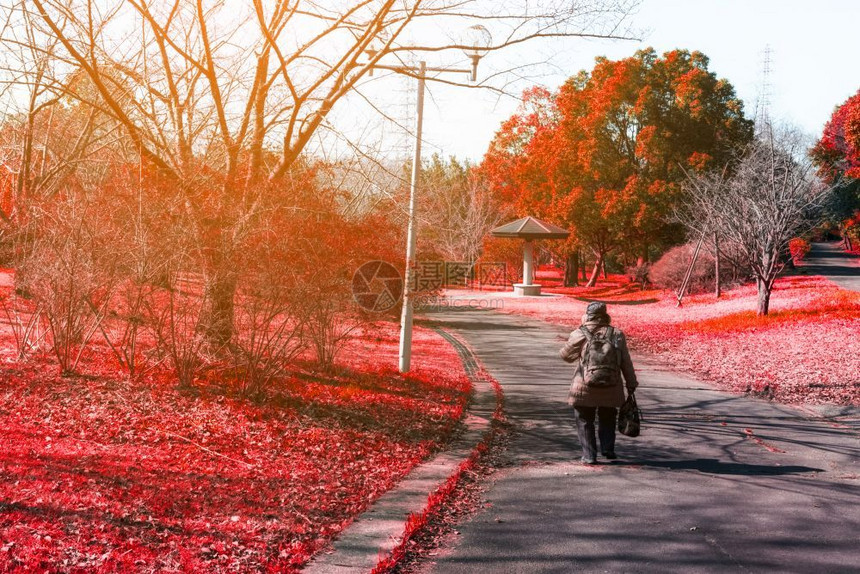 森林红色秋天的女子在路上自然界的红秋月上阳光明亮柔软的布壳低清晰度孤独的概念秋天空颜色图片