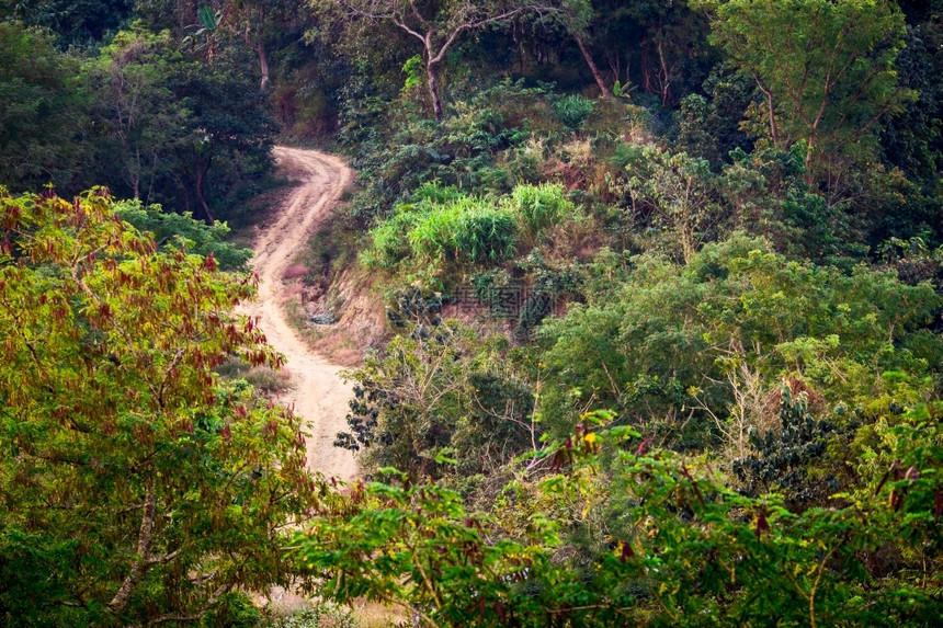 穿越热带森林地貌的清空农村道路缅甸自然界的闪亮色彩缅甸人追踪地球植物群图片