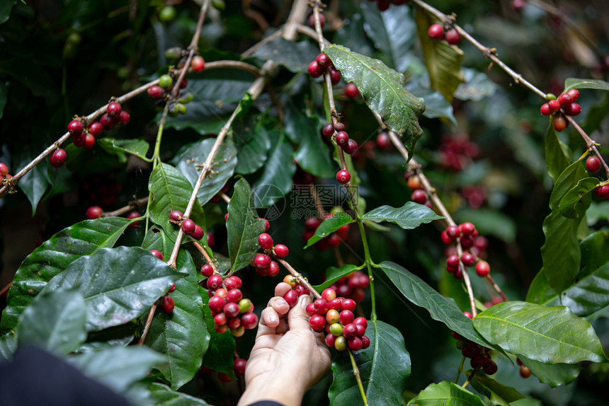 豆通过种植混合物质与森林和有机咖啡来源泰国北部的工业农将各种物质与森林和有机咖啡来源工业农混种在一起具有农业手的树枝上种着一Ty图片