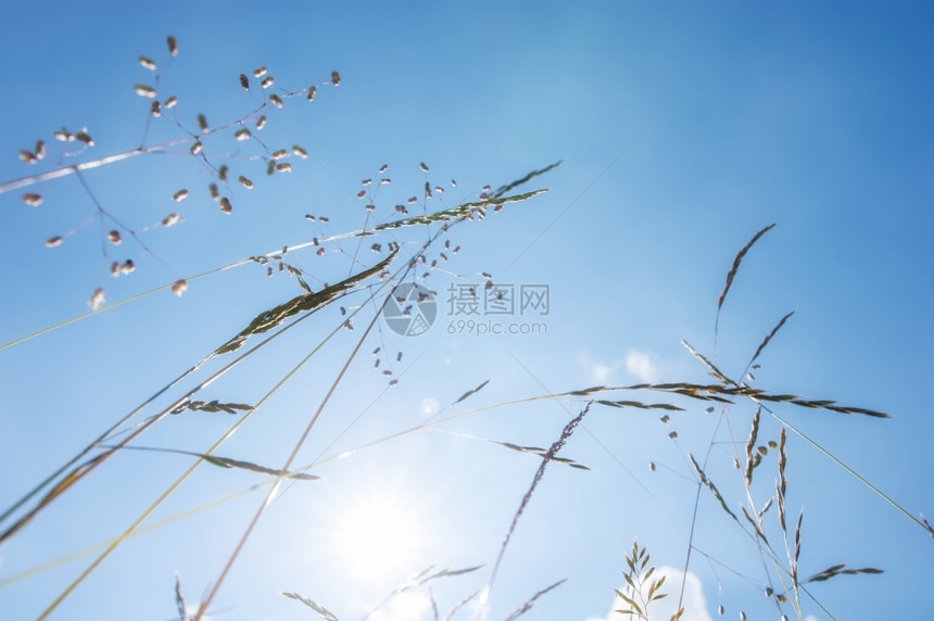 夏天草原上阳光晴朗的一天蓝空下有野花大自然朵背景潮人草地春天图片