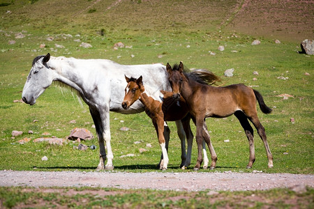风景多岩石的谷两匹可爱马和他们母亲灰色马图片