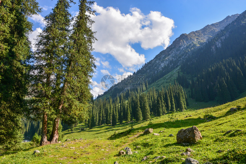 吉尔斯坦卡拉科尔天山下的地森林景观自由谷范围图片