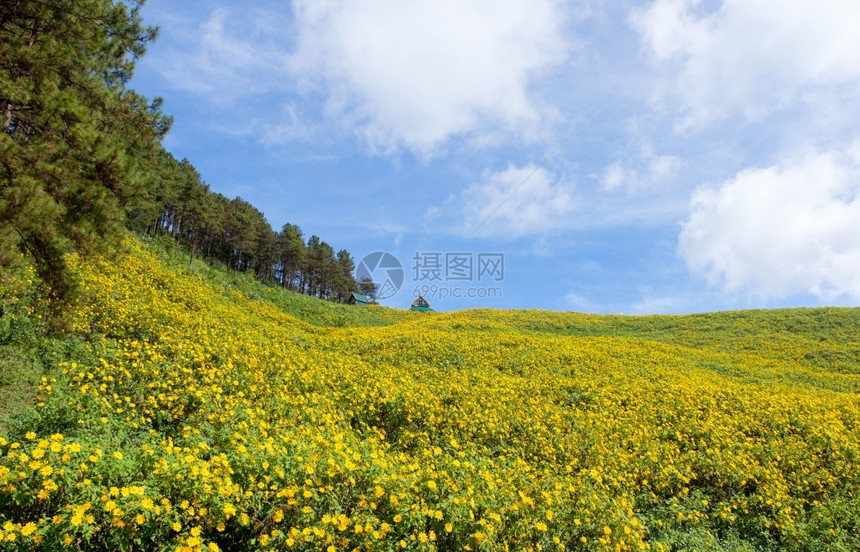 菊花夏天云层下高山丘上的墨西哥向日葵田的树木大其全景图象花的图片