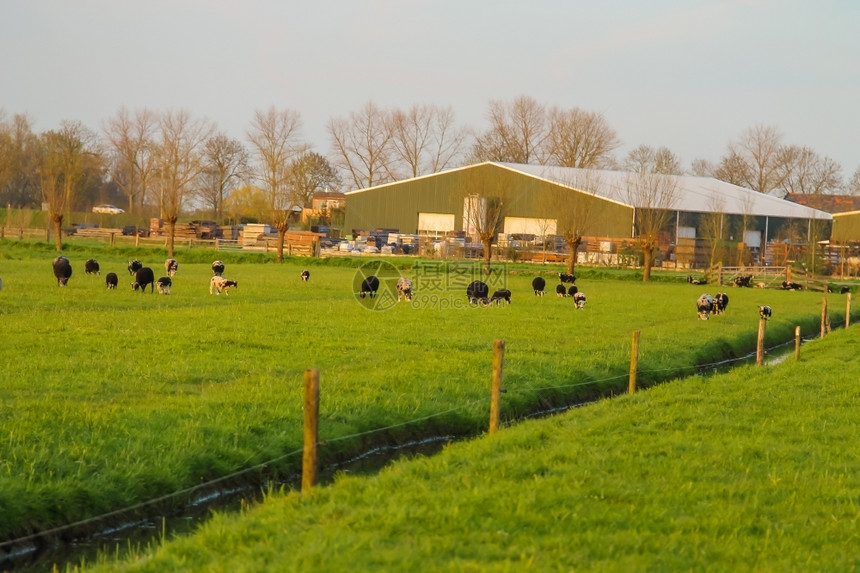 农业在荷兰场附近的草地上放牧牛群平坦欧洲图片