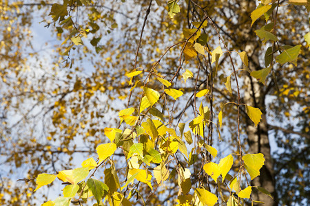 出去秋天的黄色树叶关闭背景没有亮光而且脱离了焦点双缝的黄叶植物生动图片