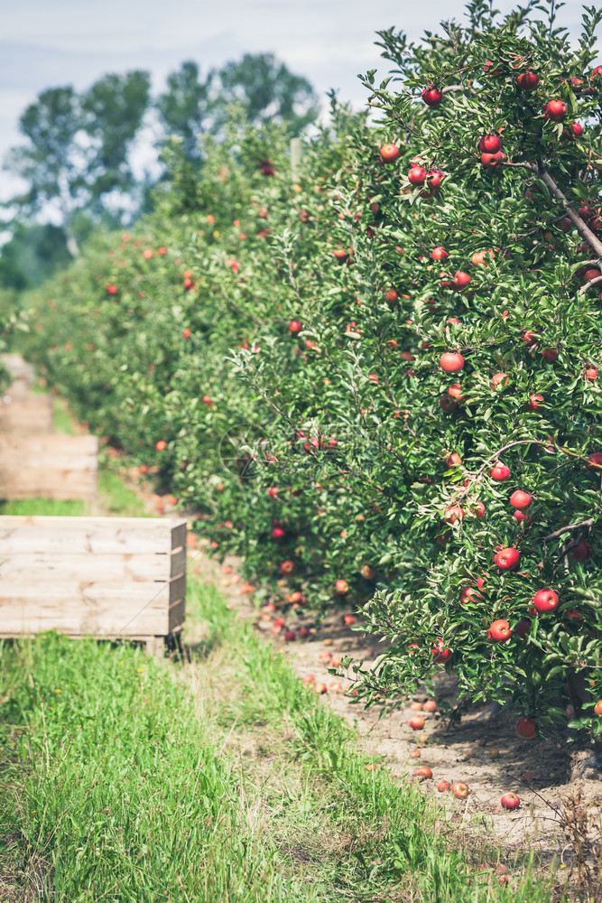 在阳光明媚的夏日盛满果园的苹充斥着撕裂的红果实夏天水晴图片