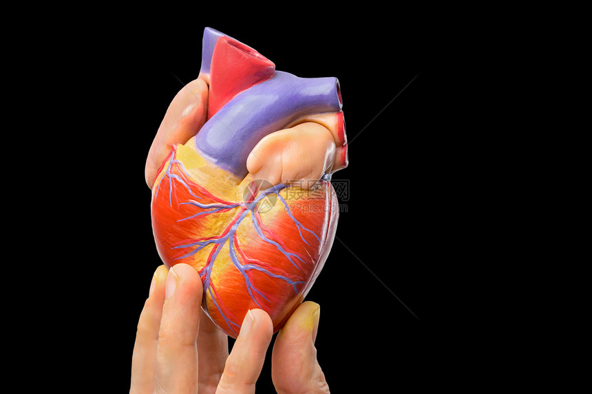 手指显示人类心脏在黑色背景中分离的模型生物学旁路攻击图片