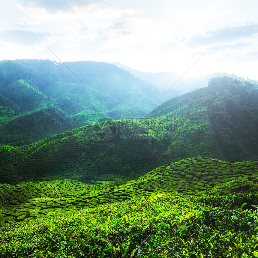 草地绿色生长马来西亚卡梅伦高地CameronHighland图片
