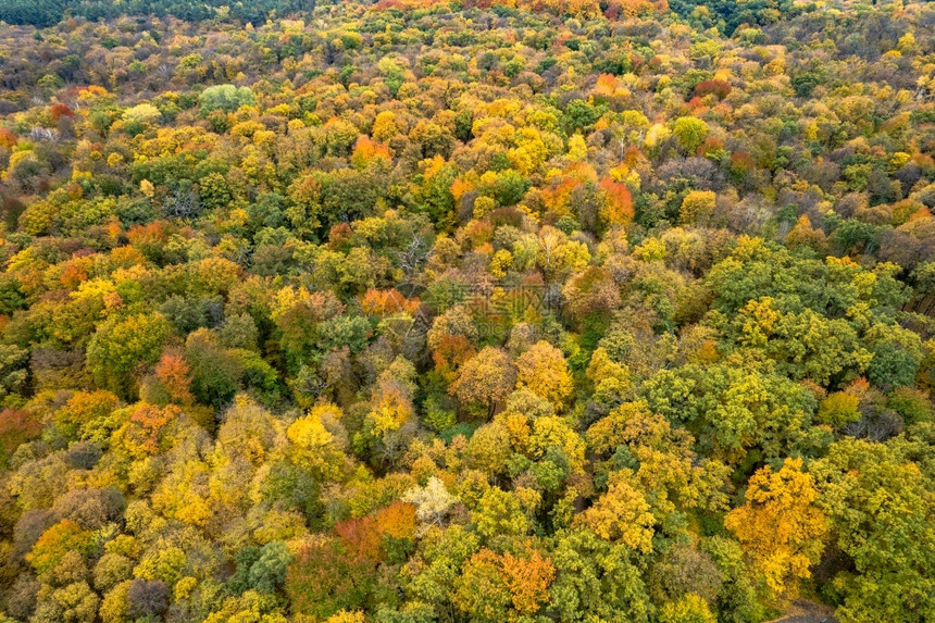 航拍秋季公园树林图片