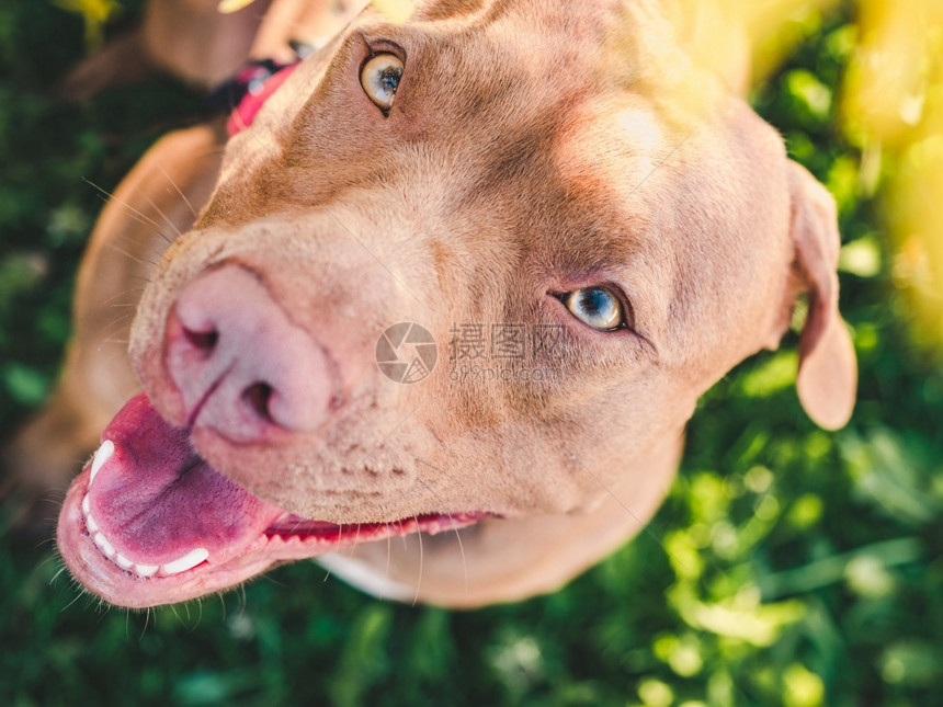 红色的可爱漂亮棕色小狗特写户外日光护理教育服从训练和饲养宠物的概念可爱漂亮的棕色小狗特写甜的犬类图片