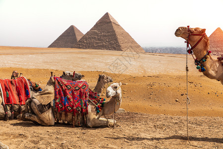 文化景观埃及吉萨沙漠的骆驼和金字塔埃及吉萨沙漠的骆驼和金字塔旅游图片
