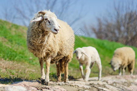 浅褐色的铺砌在阳光明媚的白天在大自然绿草边铺路的上行走羊和羔草食动物图片