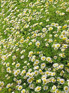 草开花未垦白菊的字段可以用作花背景图片