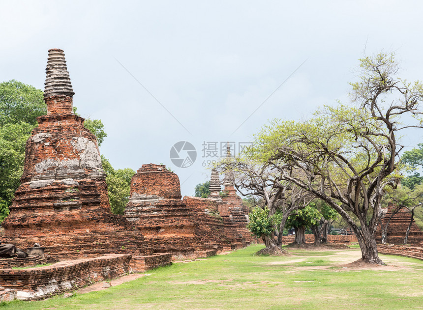 泰国大城府历史公园草坪附近的古塔排靠优质的树图片
