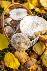 篮子蘑菇树叶白色的新鲜一篮子采摘精美的食用菌雨伞站在落黄叶上巨大的背景