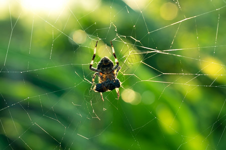 方昆虫丝绸蜘蛛用网捕捉蜜蜂的猎物利用纤维包绑鱼饵储存有绿色自然背景和晨日蜘蛛网中的猎物背景图片