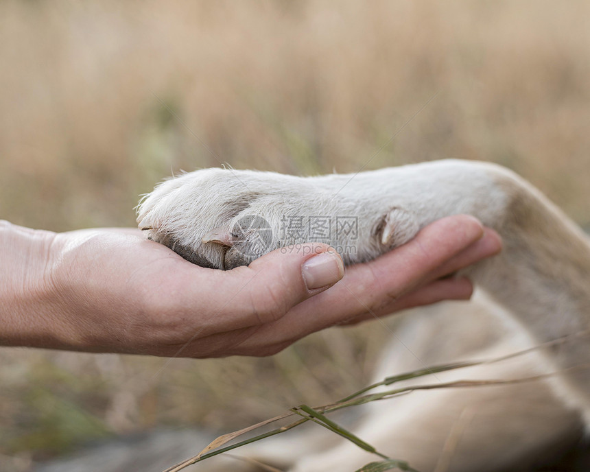 寻回犬持有狗爪子的侧面观众以及高品质的美丽相片侧面观众持有狗爪子的人高质量美容照片概念解析度兽医图片