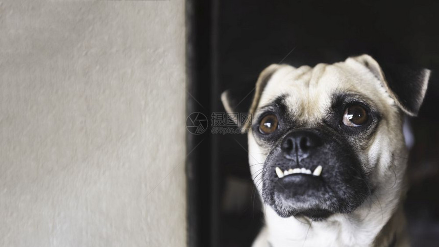 凶猛的为了松弛帕格狗向上看等待屋主回家在工作时有白色墙背景可爱的宠物和狗人类概念最好的朋友超大眼睛和笑脸狗主题图片