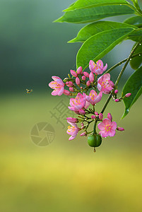 花园自然麻风树朵吸引蜜蜂美丽的粉红芳香花以及柔软的布基为背景芽枝丰富多彩的图片