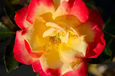 黄色的美丽红玫瑰花日光中黄色红玫瑰花的详情浪漫图片