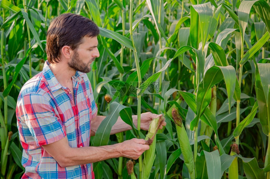 农民在他的场业综合企概念上检查植物农业工程师站在玉米地里拿着平板电脑写下信息景观药片环境图片