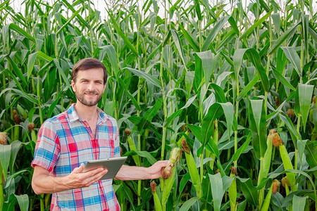农作物种植园生技术农民在他的场业综合企概念上检查植物农业工程师站在玉米地里拿着平板电脑写下信息背景图片