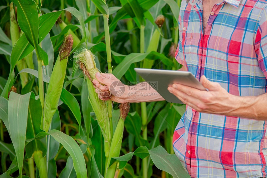 农民在他的场业综合企概念上检查植物农业工程师站在玉米地里拿着平板电脑写下信息农作物栽培的庄稼图片