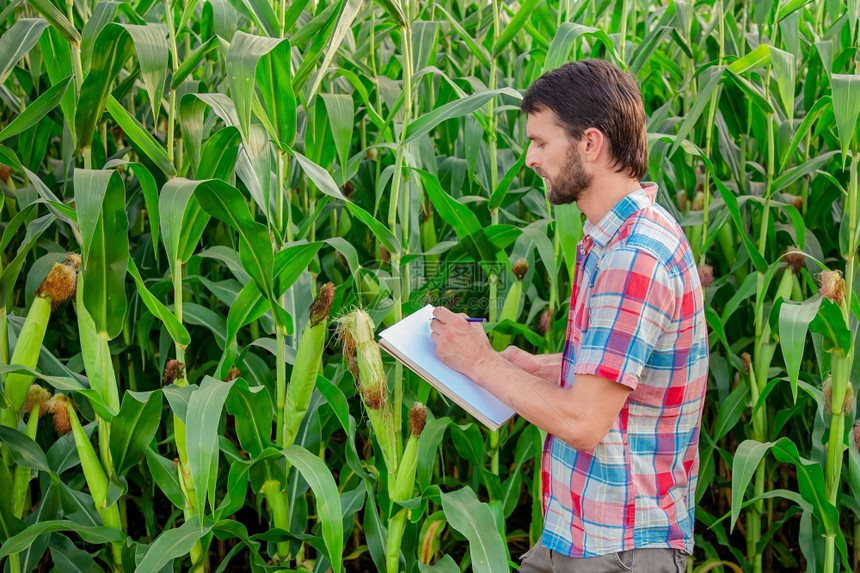 农田种植园民在他的场业综合企概念上检查植物农业工程师站在玉米地里拿着平板电脑写下信息站立图片