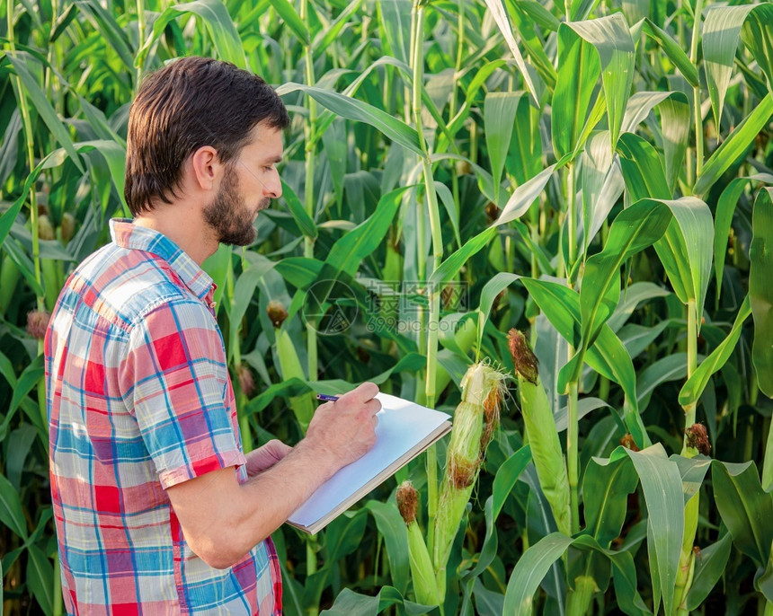 健康栽培的收成农民在他场业综合企概念上检查植物农业工程师站在玉米地里拿着平板电脑写下信息图片