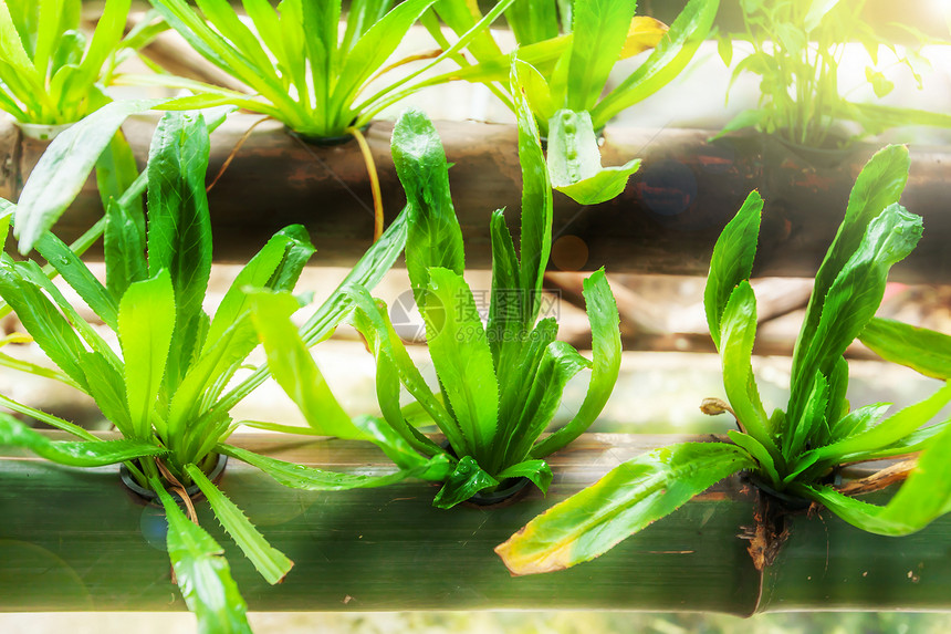 可持续的选择在竹子上种植的新鲜淡水咸养龙虾和其他蔬菜在没有土壤的水溶剂上种植水物在温室树种用于健康食品植物栽培的图片