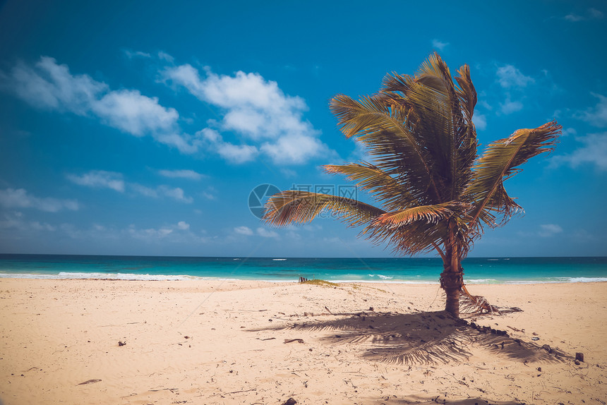 马尔代夫美丽的热带海滩有椰子棕榈和蓝天在多米尼加PuntaCana的巴瓦罗海滩上拥有完美的阳光晴朗天堂热带岛屿海滩景观太阳自然图片