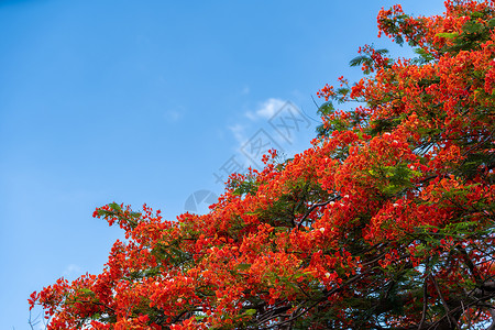 皇家凤仙花树植物群盛开高清图片