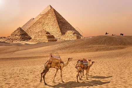 车夫贝都因人埃及Giza沙漠的金字塔和骆驼埃及Giza沙漠的金字塔和骆驼世界纪念碑背景