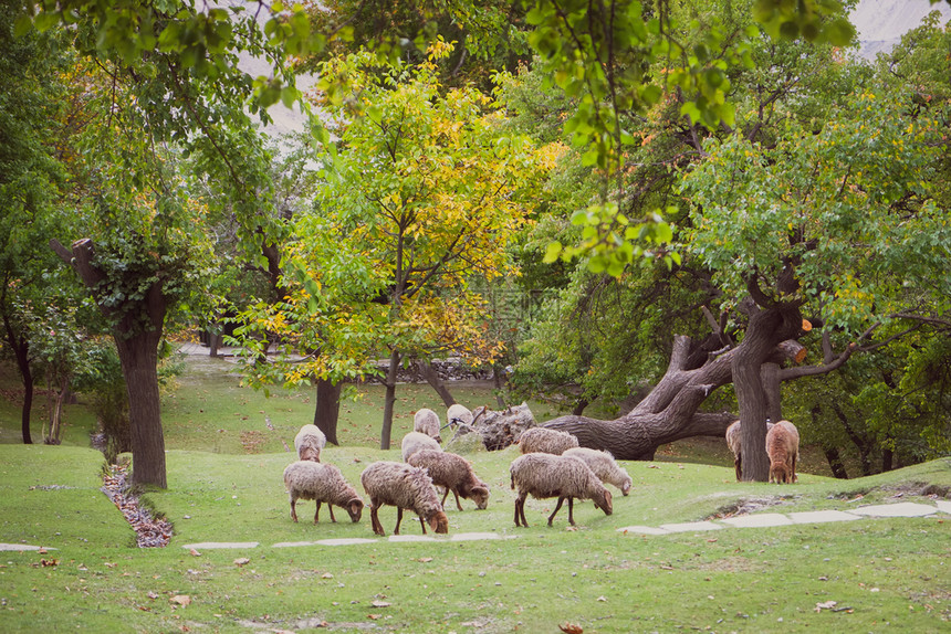 巴基斯坦罕萨山谷吉尔特巴蒂斯坦阿特郁葱的绿叶草坪上放牧的羊群风景高度牛图片