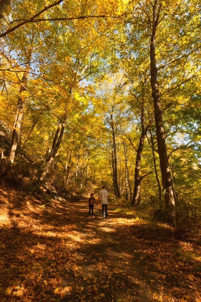 秋季黄色树林图片