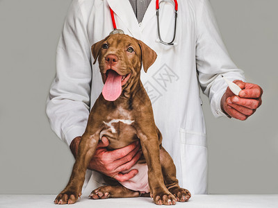兽医给生病的宠物狗治疗图片