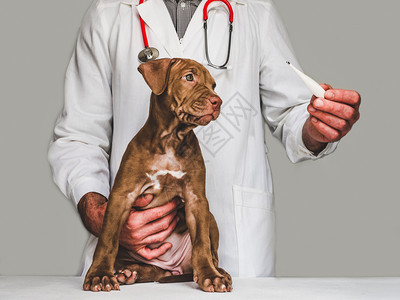 兽医给生病的小狗治疗图片