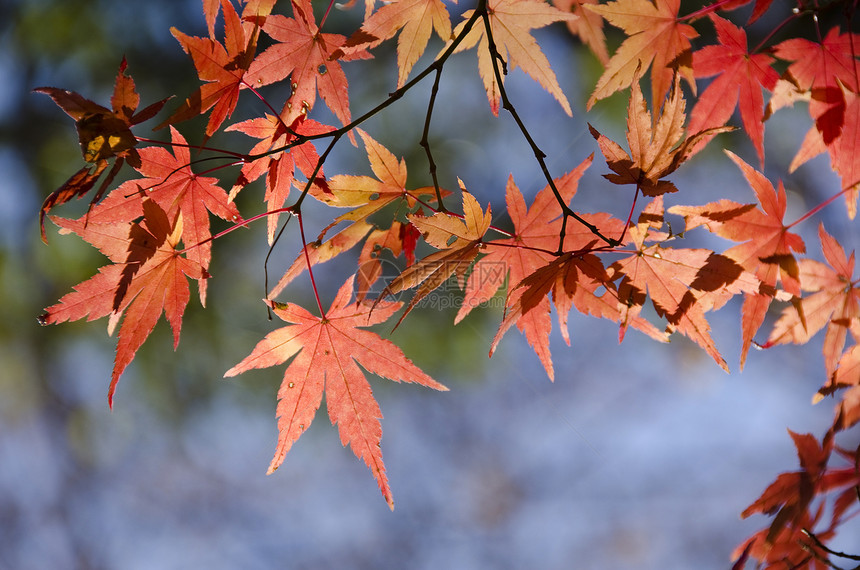 秋天红色枫叶图片