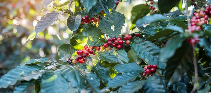 阿拉比卡老挝早晨树上的咖啡樱桃水果农场和种植园业旅行和游的有机咖啡阿拉伯豆子成熟度农牧业旅游和概念叶子背景图片