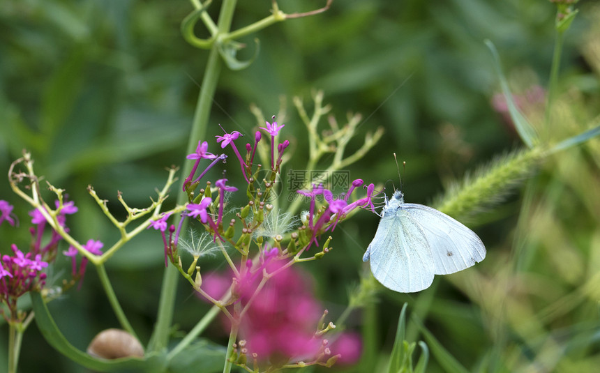 一只白蝴蝶坐在朵粉红色的花上在浅绿色模糊的草坪背景上吃花蜜一只白蝴蝶在浅绿色模糊的背景上在一朵粉红色的花上吃蜜生物黑色的眼睛图片