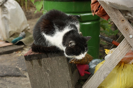 双色猫束垃圾蓬松的一只黑白猫坐在老的旁边被扔在一堆户外的东西里背景