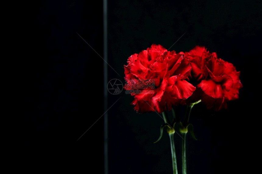菊花瓶红色康乃馨反光玻璃分辨率和高品质的美丽照片红色康兰花反光玻璃优质美容照片概念高质量美容照片设计图案天图片