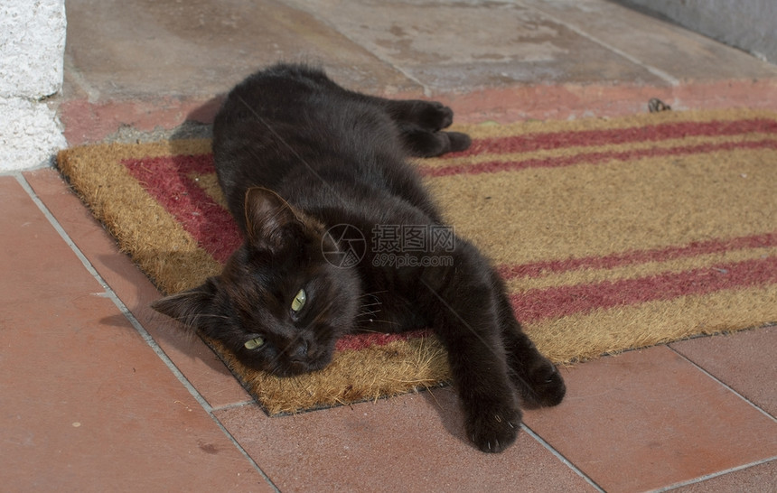 美丽的国内意大利撒丁岛深棕色小猫躺在纤维垫和赤土地板上伸展身体深棕色小猫躺在纤维垫和赤陶地板上伸展身体柔软的图片