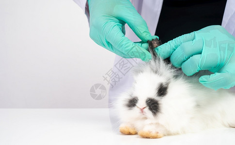 兽医给兔子治疗图片