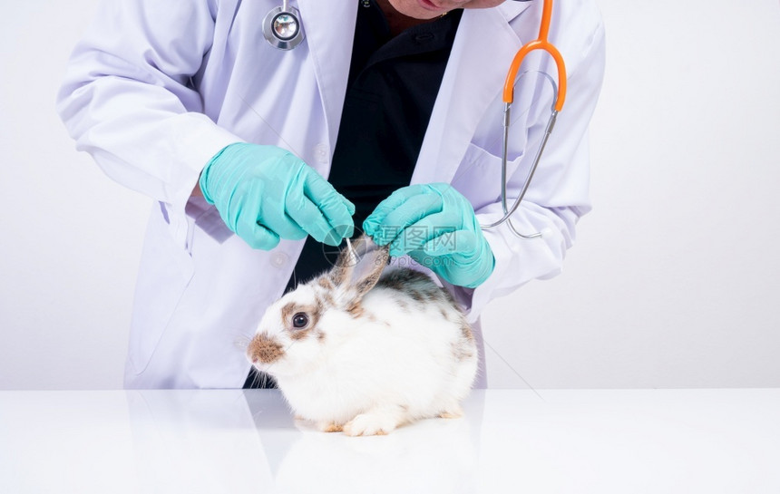 一名专兽医给受伤的兔子治疗图片