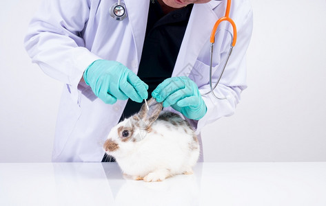 一名专兽医给受伤的兔子治疗图片