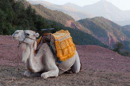 懒惰马拉喀什摩洛哥在阿特拉斯山脉为旅游者休息骆驼等待沙漠骑图片