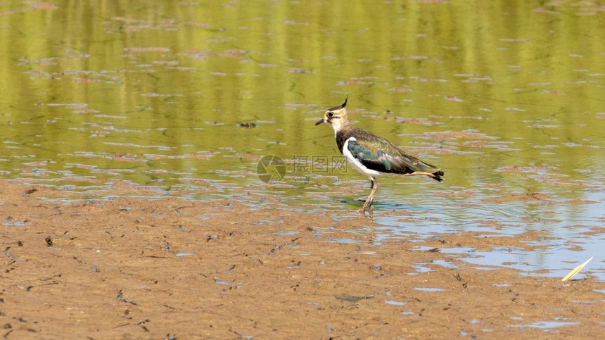 草地诺福克一只在水中行走寻找食物的单一彩色捕鸟欧洲图片